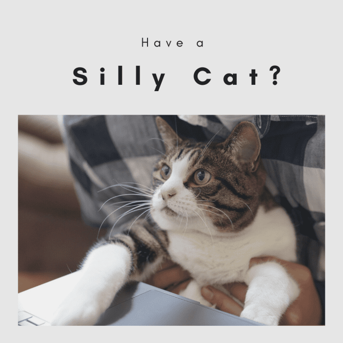 Funny cat names are just not suitable for all cats; sweet cats should have cute names, lazy cats should have plain names, but silly cats need funny names!