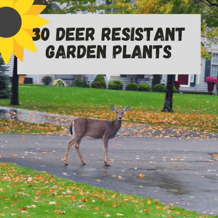 Thirty great plant ideas to keep deer from browsing in your yard.