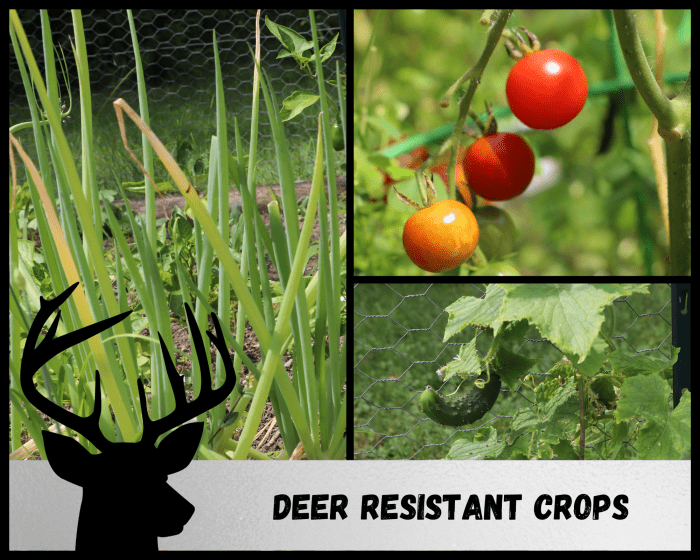 Several crops are deer resistant, including onions, tomatoes, and cucumbers.