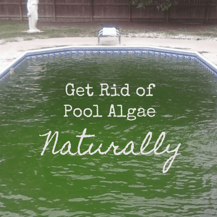 how to eliminate green algae in pool