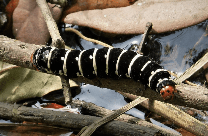 Pseudosphinx tetrio, one of the few caterpillars that have been known to bite.