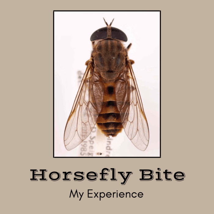 Negative Reaction to a Horsefly Bite My Recovery Experience Patient