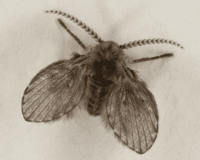 A moth fly, also called a drain fly
