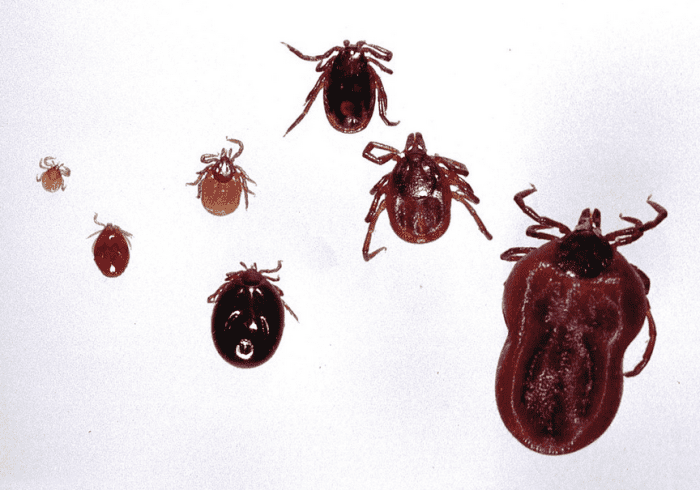 Deer ticks at various stages of development