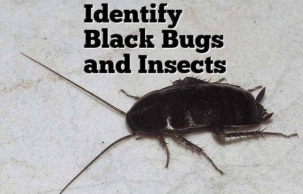 The oriental cockroach is one of the black bugs in this guide