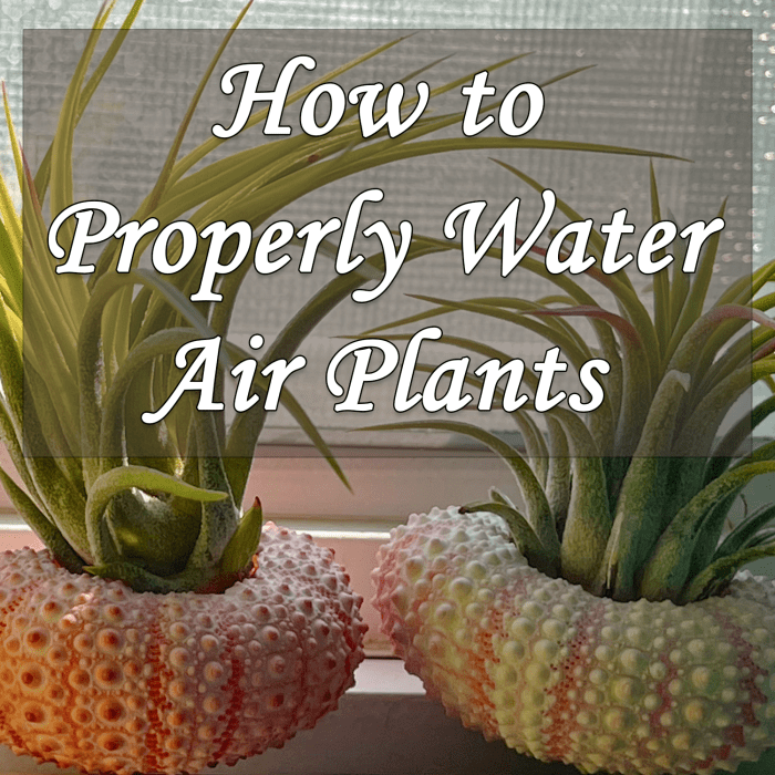 Top 9 what kind of water for air plants 2022