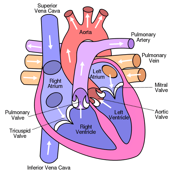 Diagram of human heart. The circulatory system. Image credit: Eric Pierce via Wikimedia Commons. This is a view from the front - means the right side of the heart is on the left of the diagram (and vice-versa)