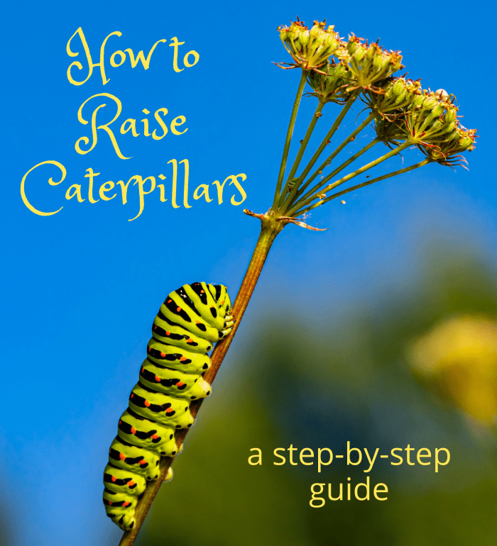 How to Raise a Caterpillar to a Butterfly or Moth - Owlcation