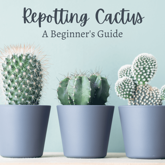 A person using tongs to carefully lift a cactus from its pot