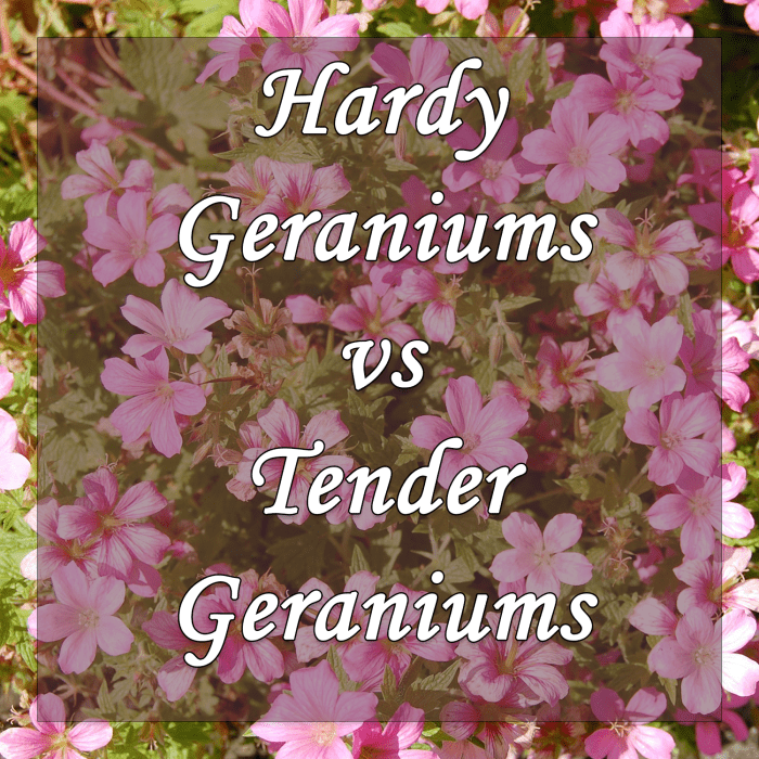 Hardy Geraniums vs Tender Geraniums: Which different variety of Geranium should you plant in your garden?