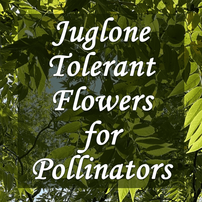 Learn all about juglone-tolerant flowers that pollinators love. You can plant these flowers near black walnut trees with no issue!