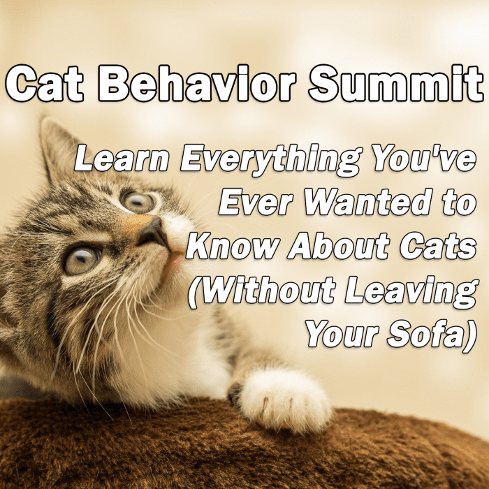 Cat Behavior Summit: Learn Everything You've Ever Wanted to Know About Cats (Without Leaving Your Sofa)