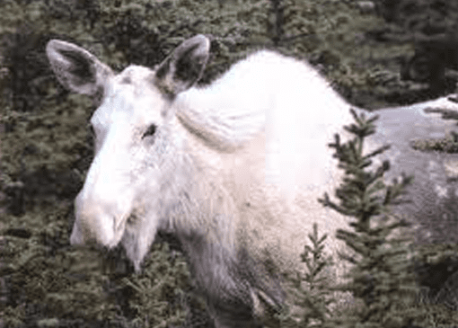 To see such a large animal in the wild can be quite intimidating, however to see one all white is quite literally shocking.