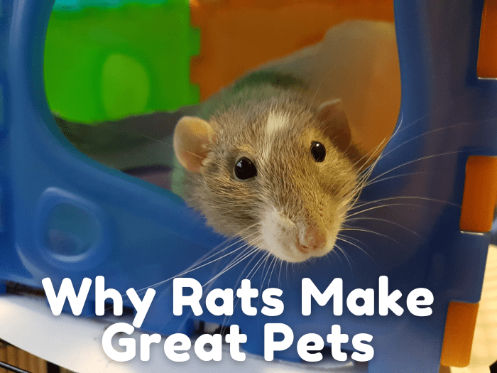 Крысы умны и очень общительны, так почему бы вам не позаботиться о них? 