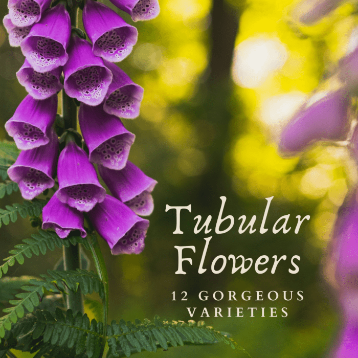 Tubular flowers are beautiful, elegant, and draw hummingbirds and bees to your garden. Here are 12 tube-shaped flowers that would add an element of elegance to any garden.