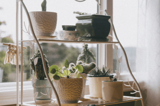 Cacti don't need to be watered as often as most plants, so they are good options for Airbnb hosts.
