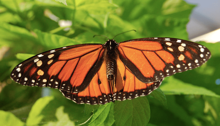 texas-state-insect-the-monarch-butterfly-owlcation