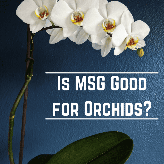 We know that MSG is good as a fertilizer in a lot of gardening and small-scale farming. Is it as successful on orchids?
