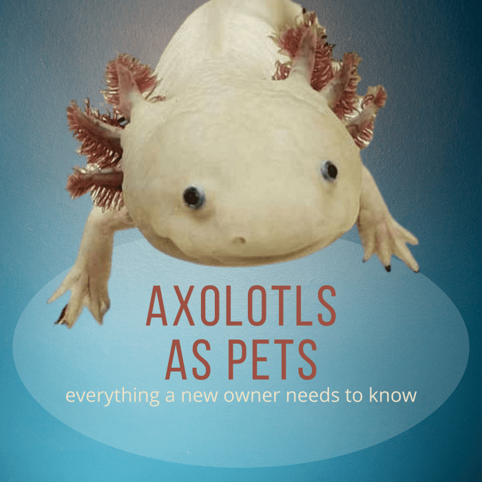Everything About Axolotls, a Basic Guide for New Owners PetHelpful
