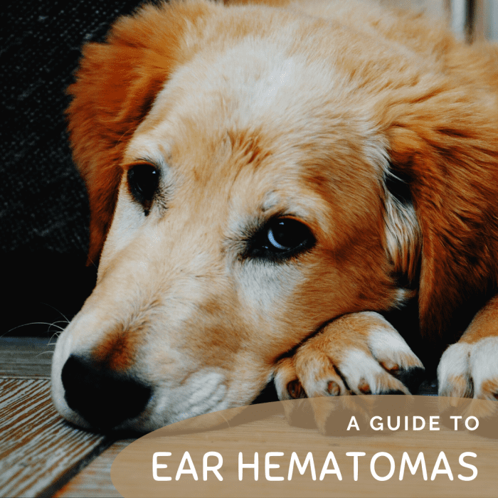 Is your dog suffering from a swollen ear flap or ear hematoma?