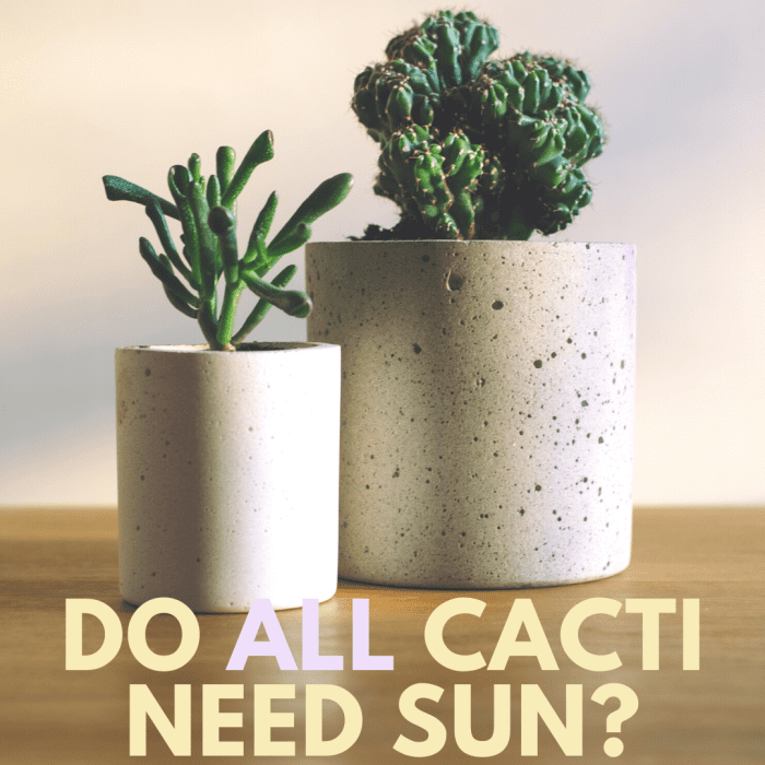 Do Cacti and Succulents Need Direct Sunlight? Dengarden