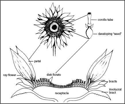 Facts About Sunflowers: History, Description, Types, and Uses - Owlcation