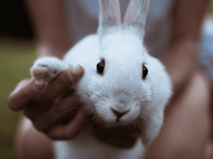 Effective Ways to Care for a Rabbit With Arthritis at Home PetHelpful