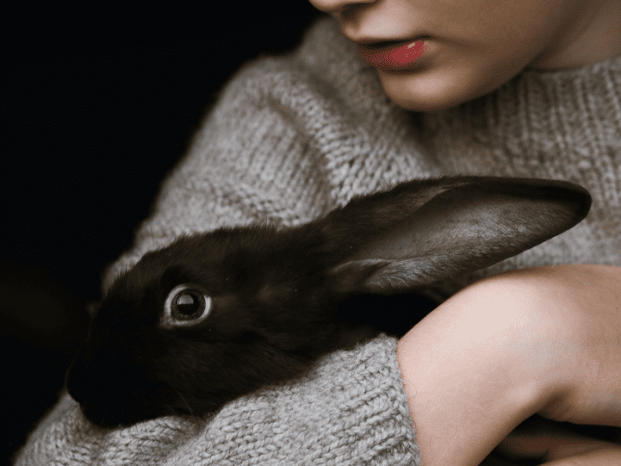 Effective Ways to Care for a Rabbit With Arthritis at Home PetHelpful