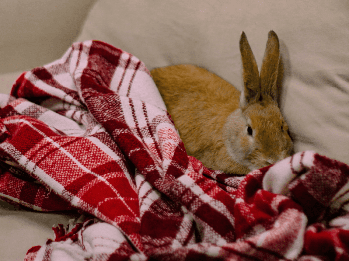 Effective Ways to Care for a Rabbit With Arthritis at Home PetHelpful