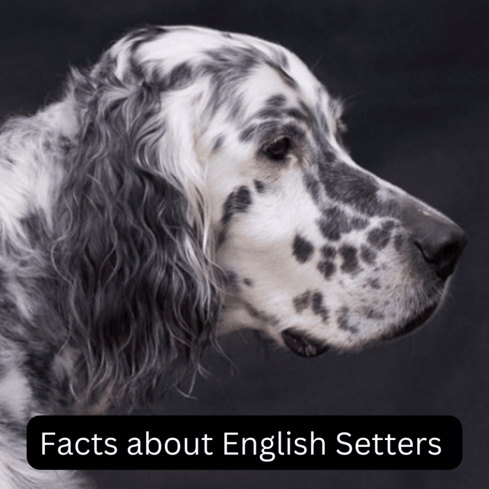 15 Facts About English Setters PetHelpful