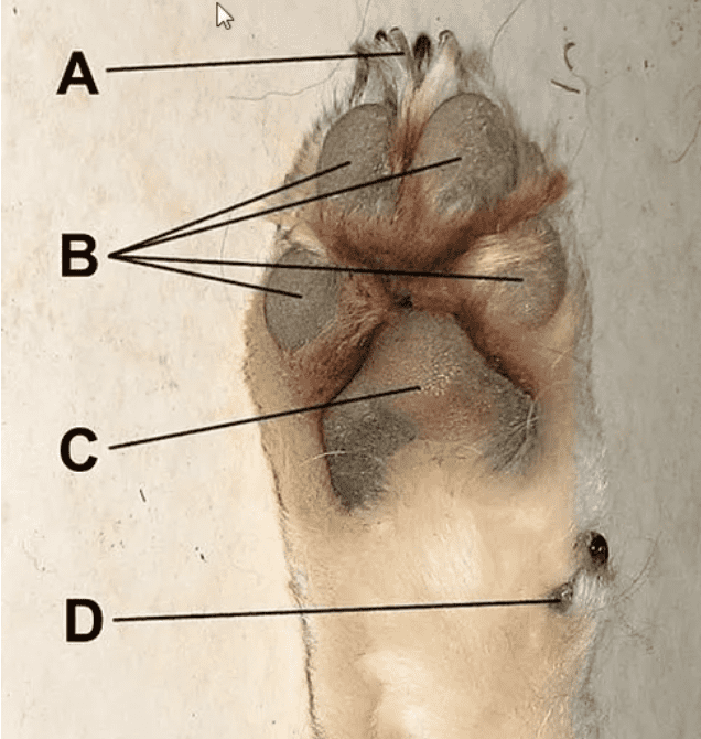 Dewclaw Removal in Dogs Is It Really Necessary? PetHelpful