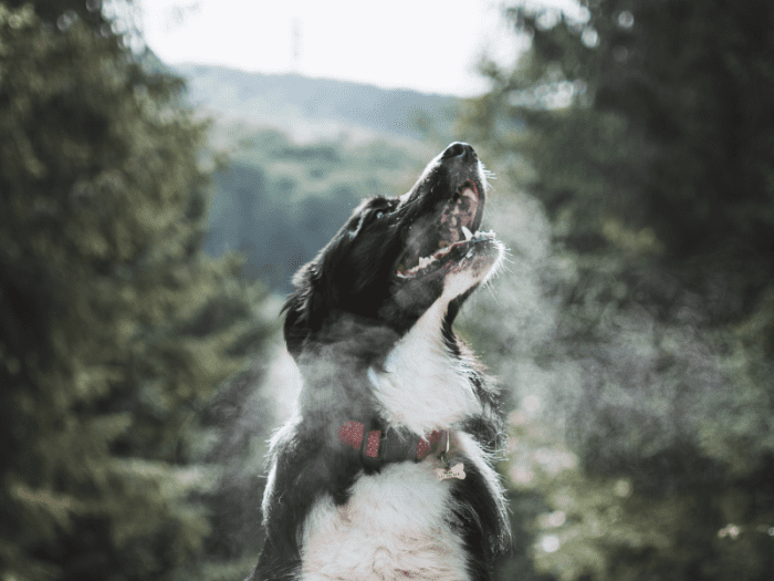 Top 5 Reasons Why Dog Breath Smells Like Fish HubPages