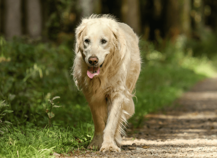 the-most-common-causes-of-death-in-dogs-by-breed-and-size-pethelpful