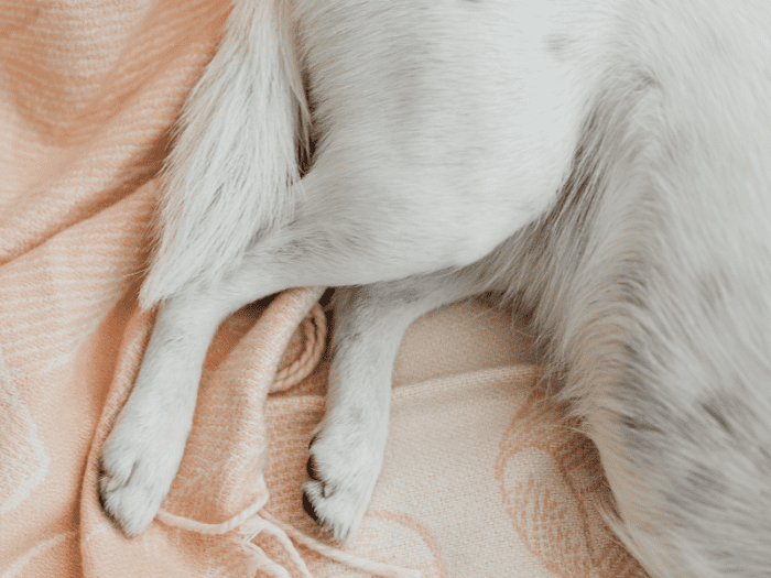 gabapentin dogs back legs