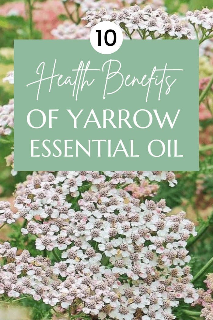 10 Health Benefits and Uses of Yarrow Essential Oil RemedyGrove