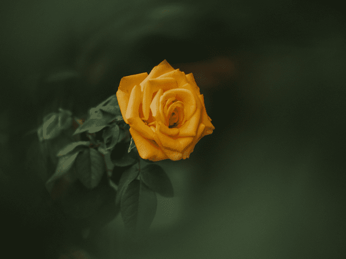 Orange Rose Meaning In Friendship, Love and Dreams LetterPile