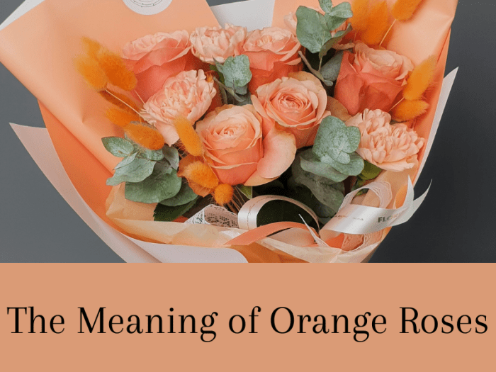 Orange Rose Meaning In Friendship, Love and Dreams LetterPile