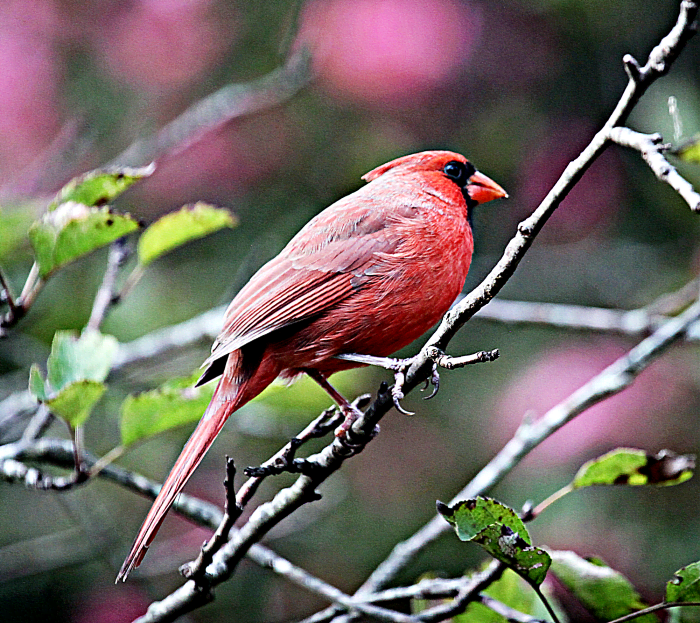 11 Backyard Birds of Western North Carolina - Owlcation