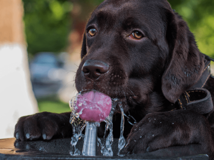How Long Can a Dog Survive Without Water? What to Know PetHelpful