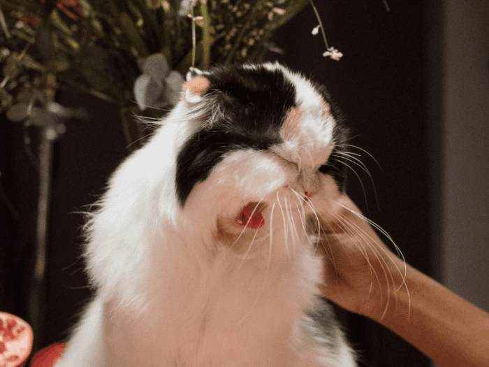 Reverse Sneezing in Cats Causes and Treatment PetHelpful