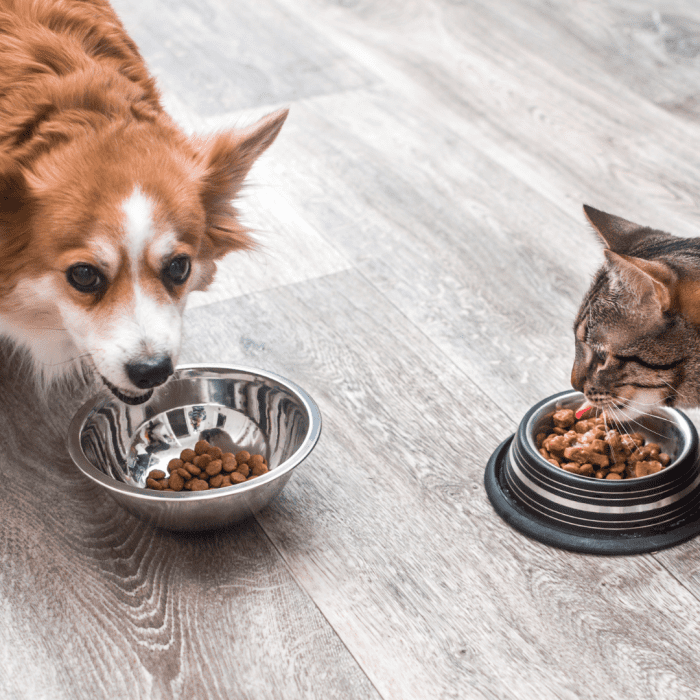 4 Smart Ways to Stop a Dog From Stealing Cat Food PetHelpful