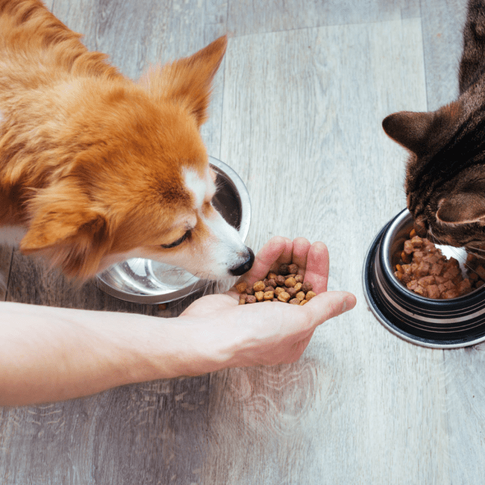 4 Smart Ways to Stop a Dog From Stealing Cat Food PetHelpful