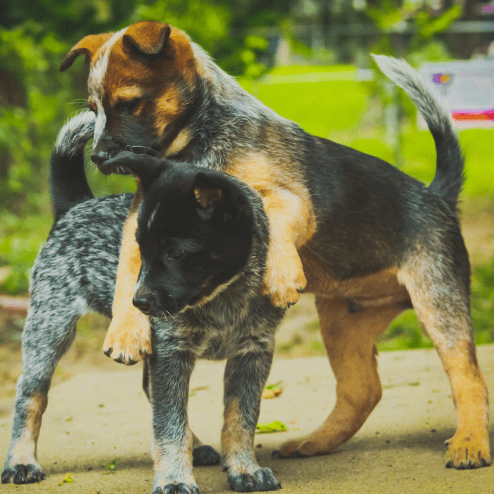 Help, My Puppies Are Play Fighting Too Roughly! Is It OK? PetHelpful