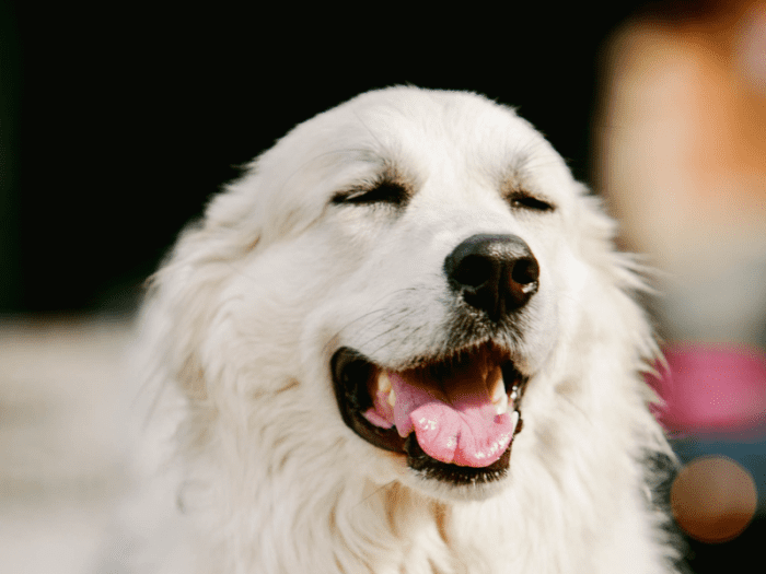 Reverse Sneezing in Dogs: Calming Tips to Calm Your Dog Down