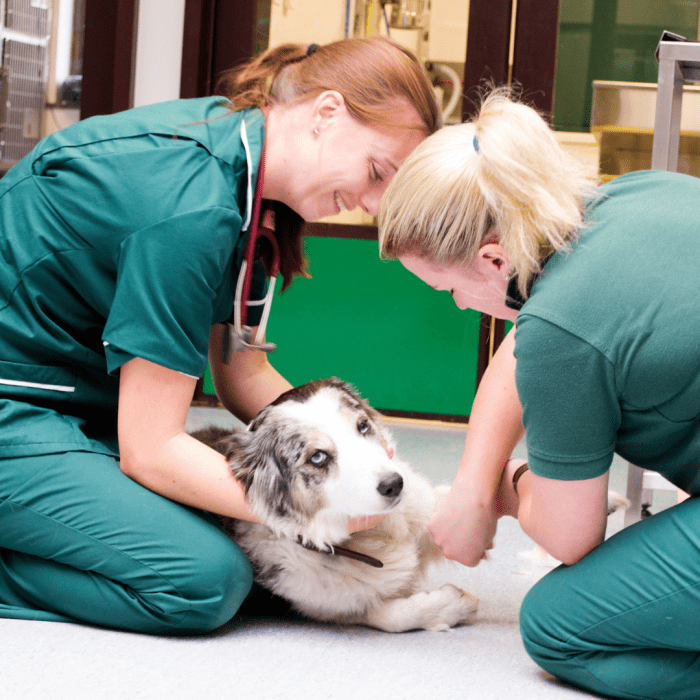 can-a-dog-survive-with-a-broken-back-spinal-fracture-pethelpful