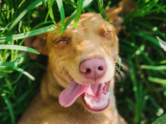 what-really-causes-your-dog-to-sleep-with-its-tongue-out-pethelpful