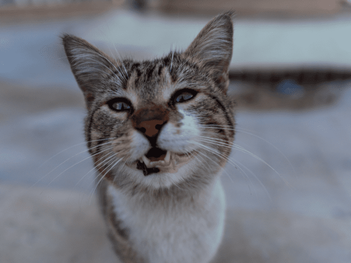 why-do-cats-rub-their-teeth-on-you-what-do-they-want-pethelpful