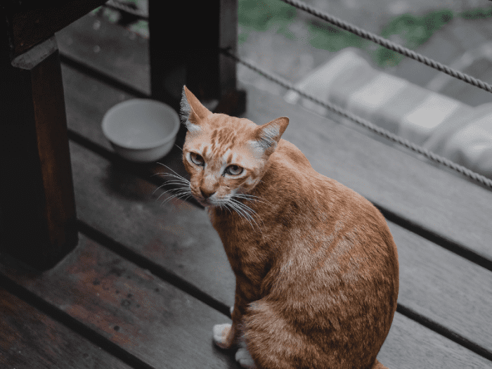 Why Your Cat Won t Drink Water And Tips To Help HubPages