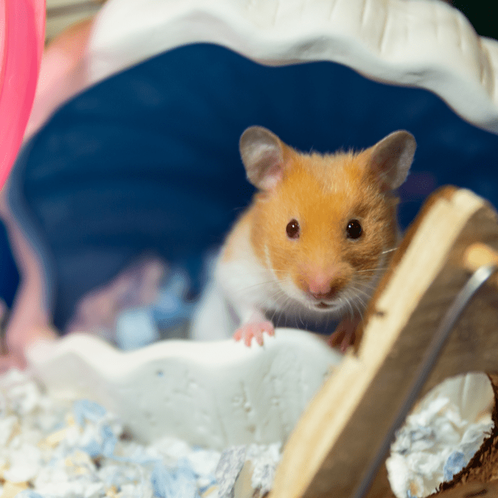 How Can I Encourage My Hamster to Chew on Her Toys? PetHelpful