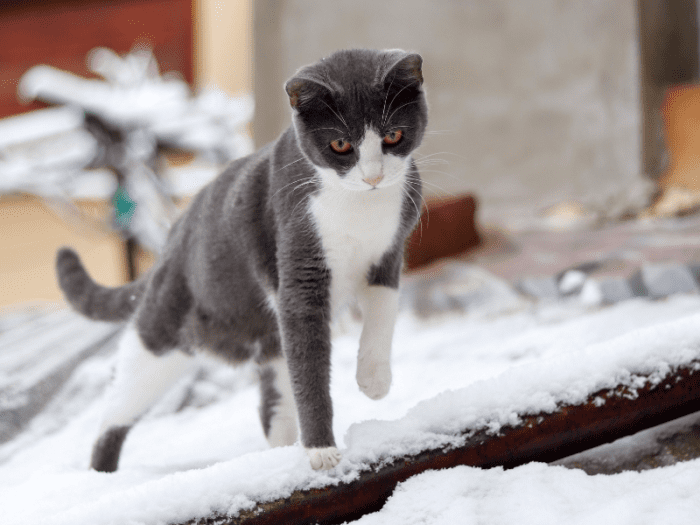 Is Your Cat Limping but Not in Pain? They Might Be Hiding It PetHelpful